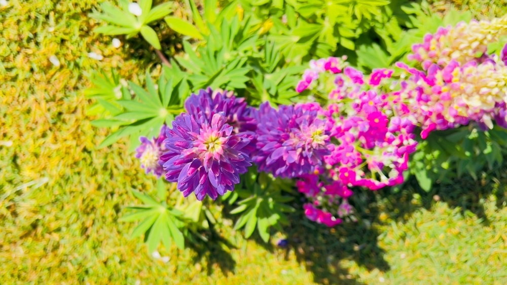 ルピナスを上から見てみると