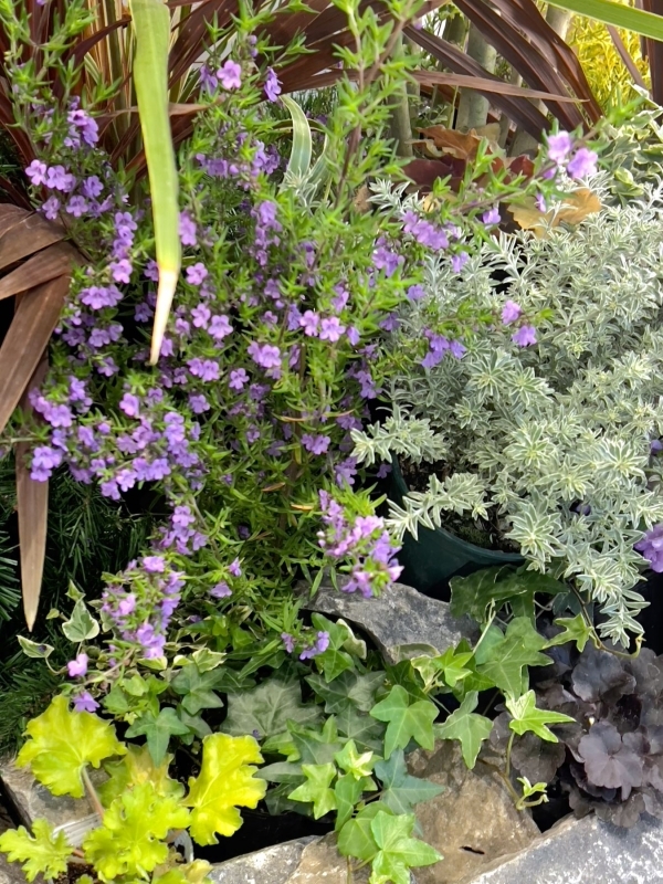 ロックガーデン風