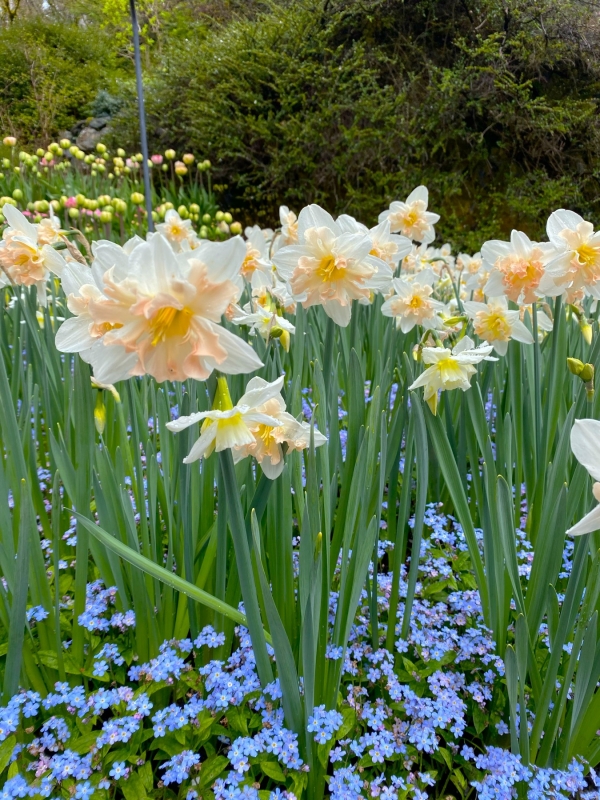 サンクン・ガーデンに咲くスイセン