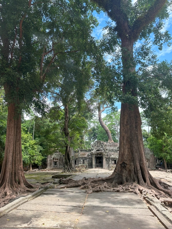 No.1201：遺跡と樹木と経年美