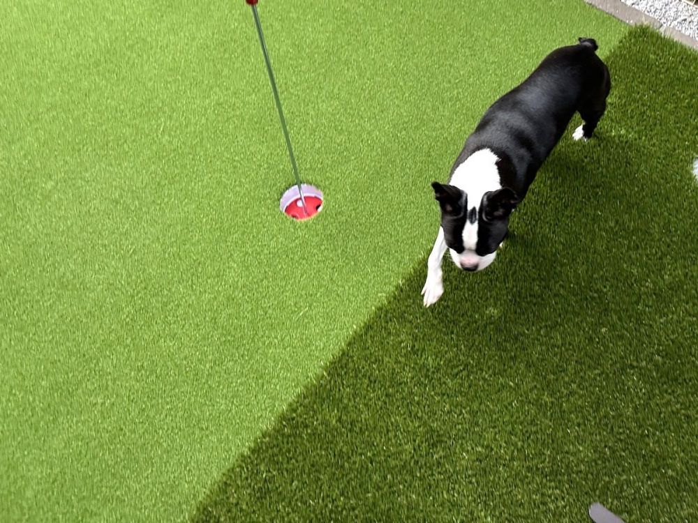 肉球に優しい人工芝を施工