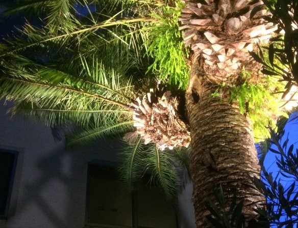 ヤシの木、ライトアップ