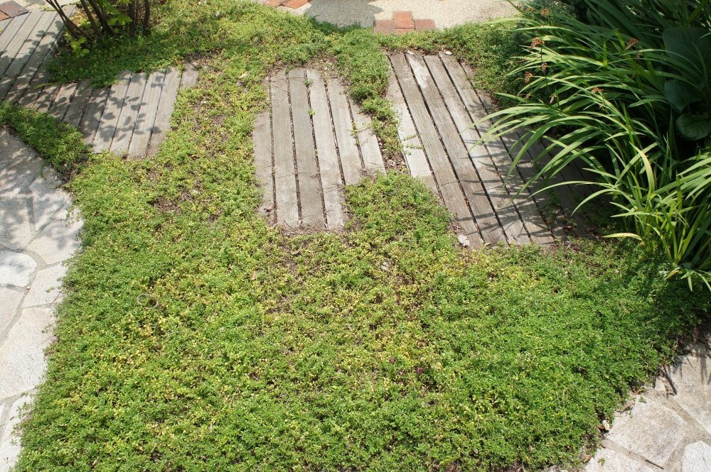 和のテイストを加えたイングリッシュガーデン