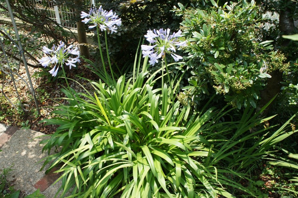 和のテイストを加えたイングリッシュガーデン