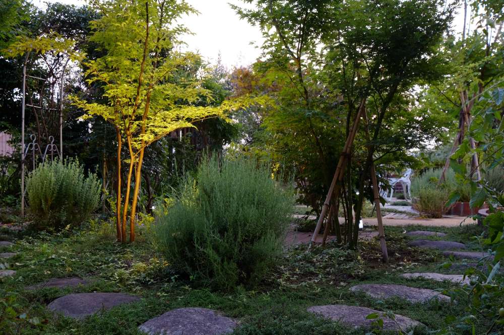 木に囲まれた小道