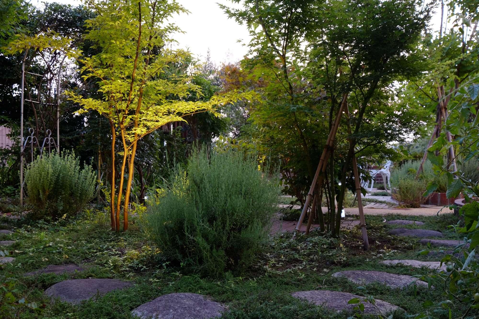 木に囲まれた小道