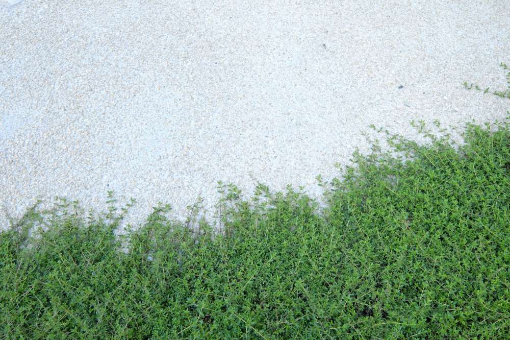 踏まれて強いグランドカバー