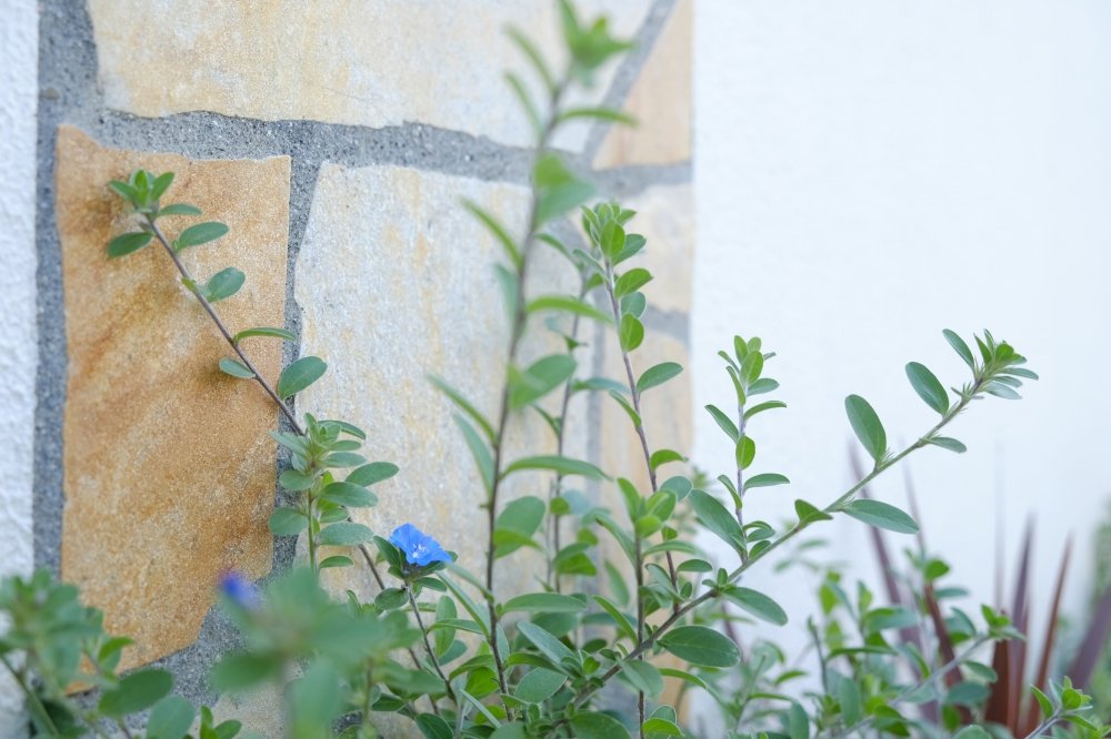 アメリカンブルーの花