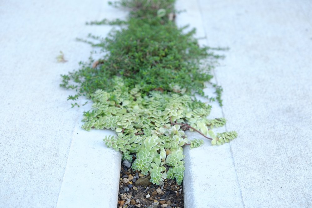 駐車場に生える草目地