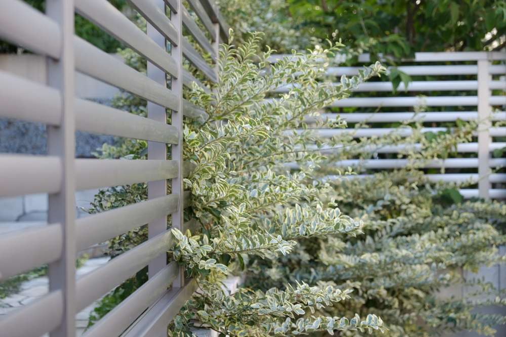 フェンスと馴染ませたシルバープリペット