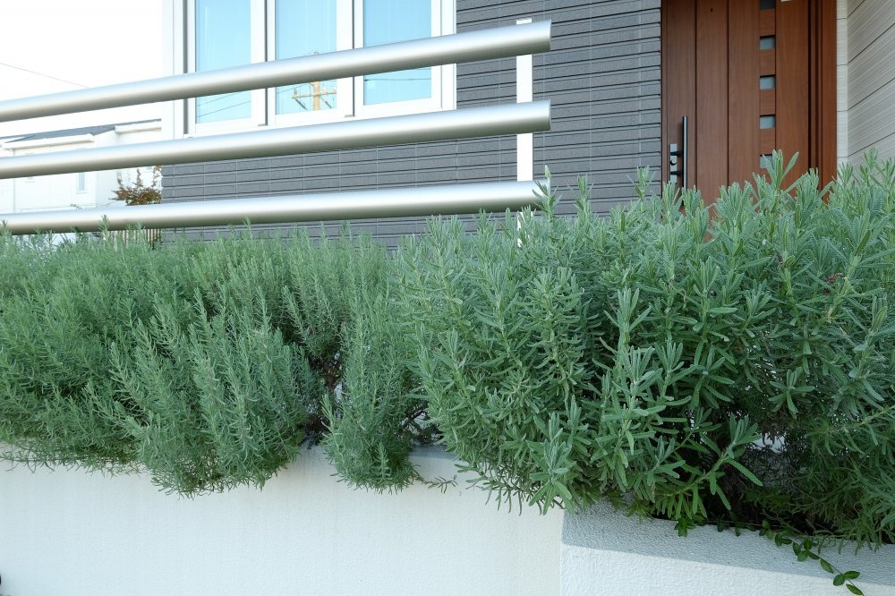 玄関前で香るラベンダー