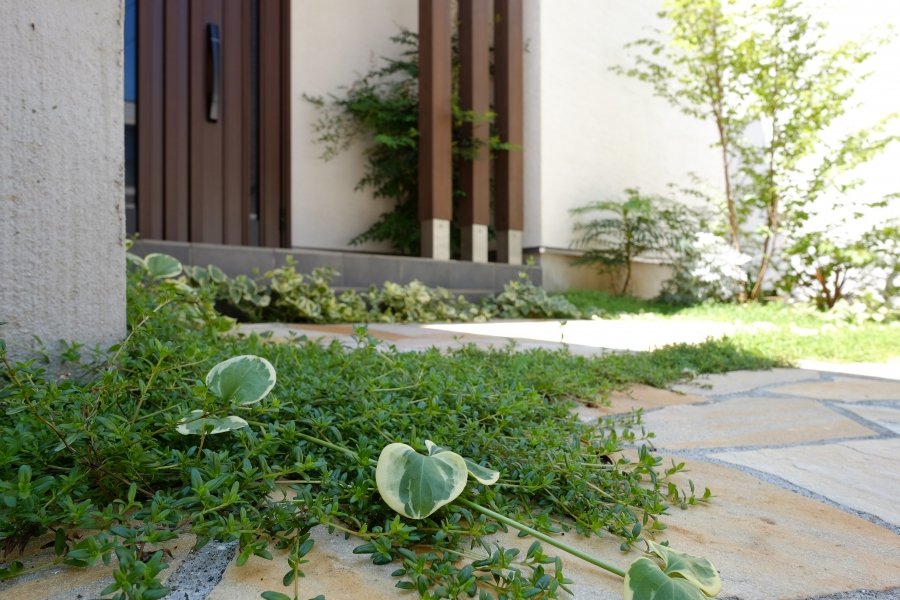 アプローチ横の植栽