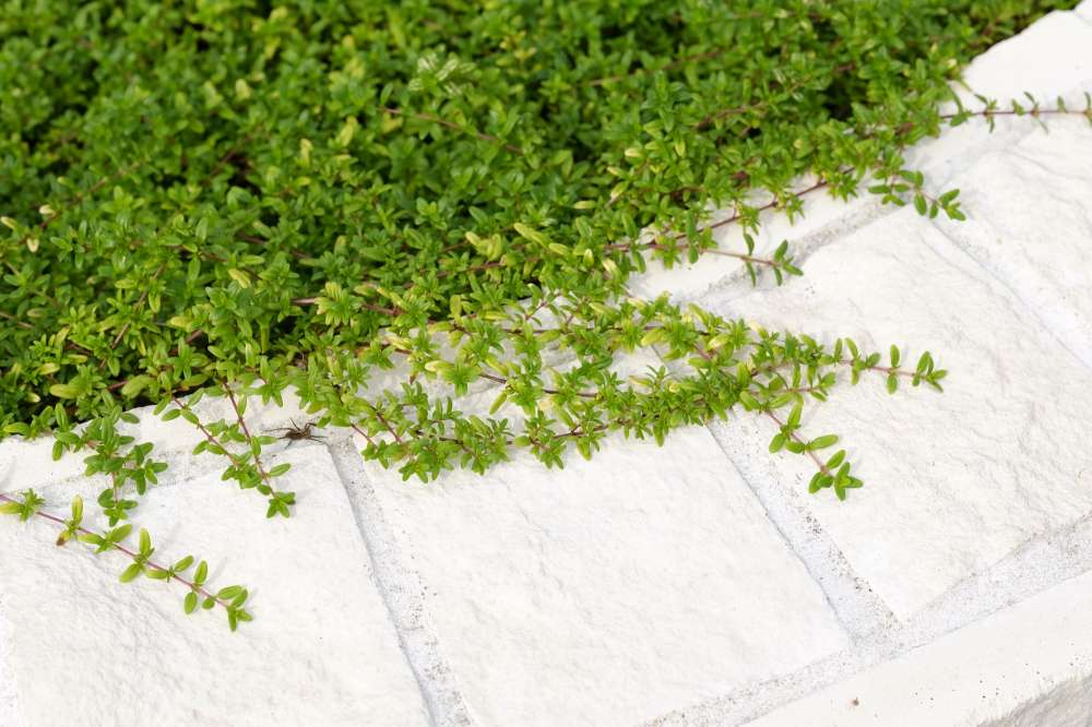 花壇から溢れんばかりの下草