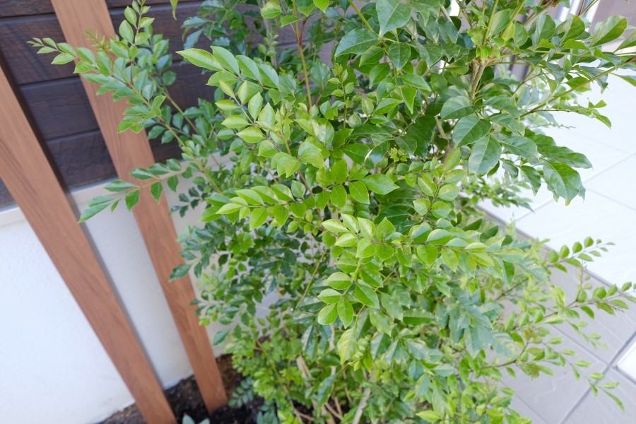 シンボルツリーのシマトネリコと既存門柱と色を合わせたデザイナーズパーツ(クリエモカ)