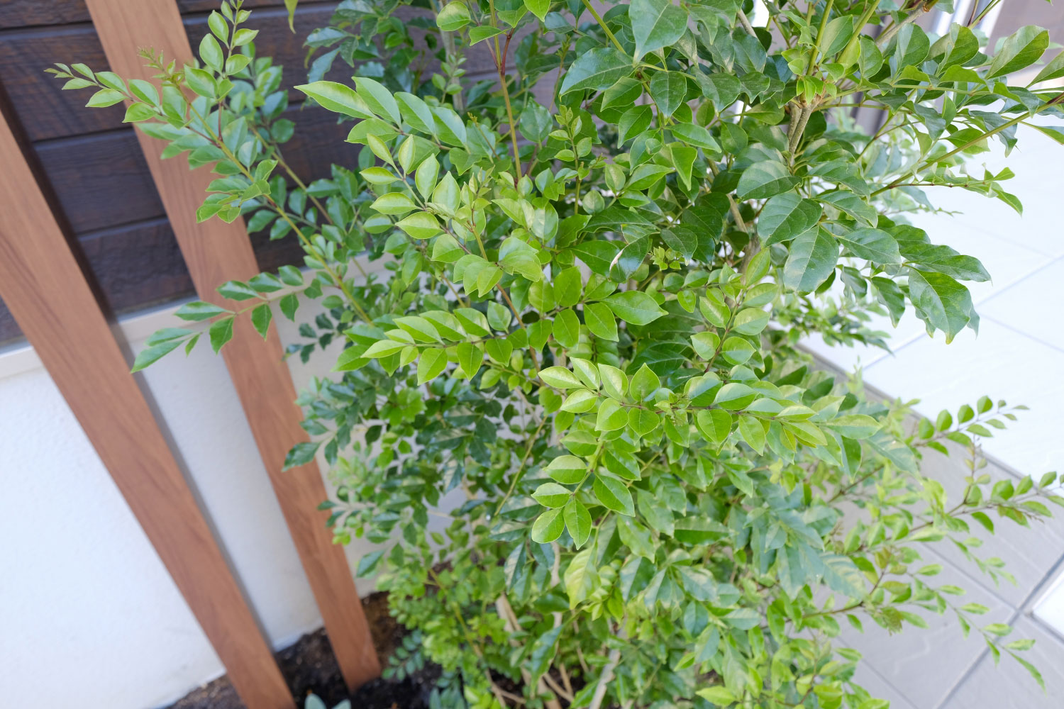 シンボルツリーのシマトネリコと既存門柱と色を合わせたデザイナーズパーツ(クリエモカ)