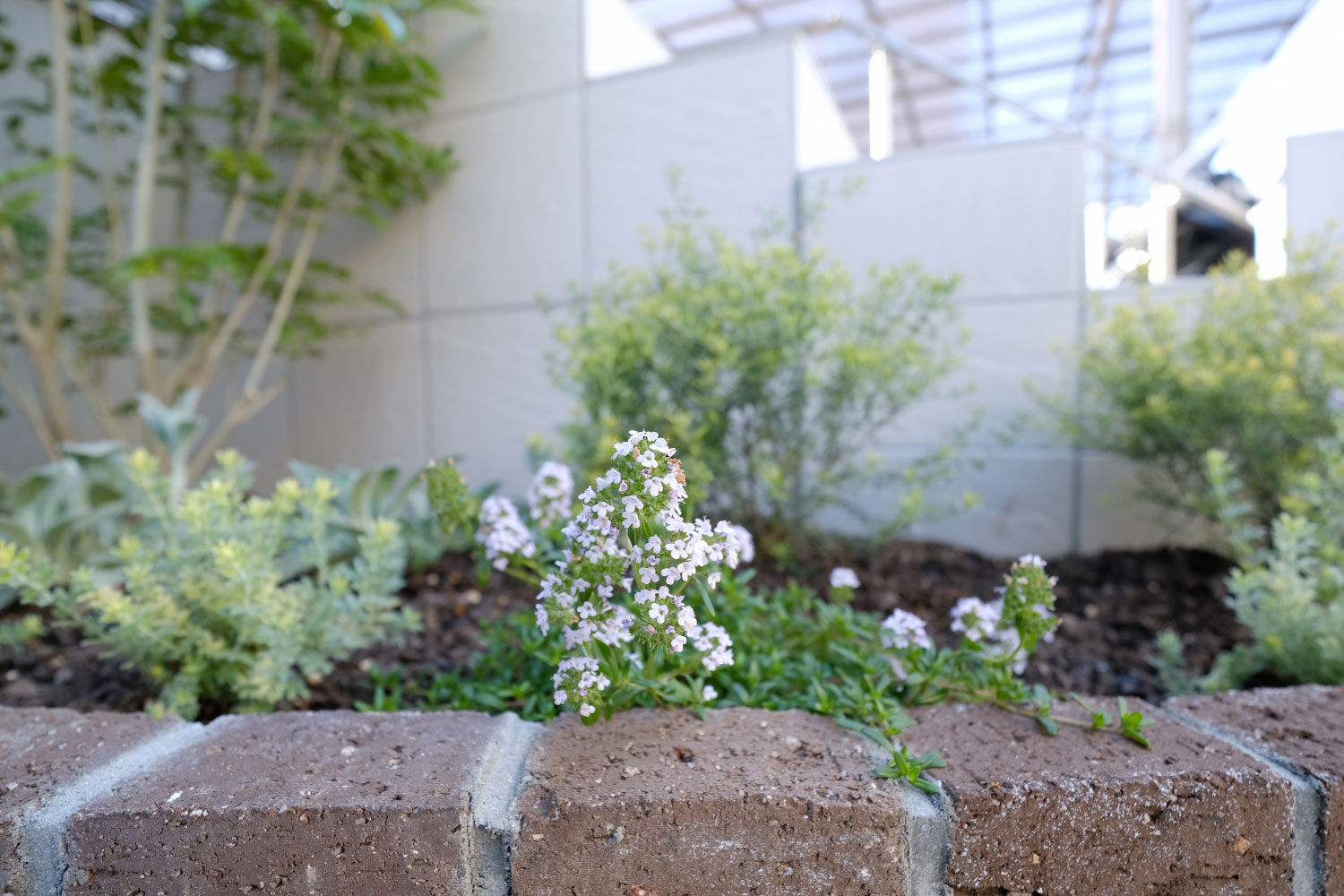 花壇の植栽: ラムズイヤー, ロータスプリムストーン, ウェストリンギア, タイム etc