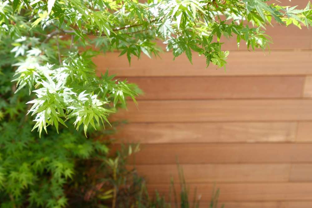 モミジとウッドフェンス