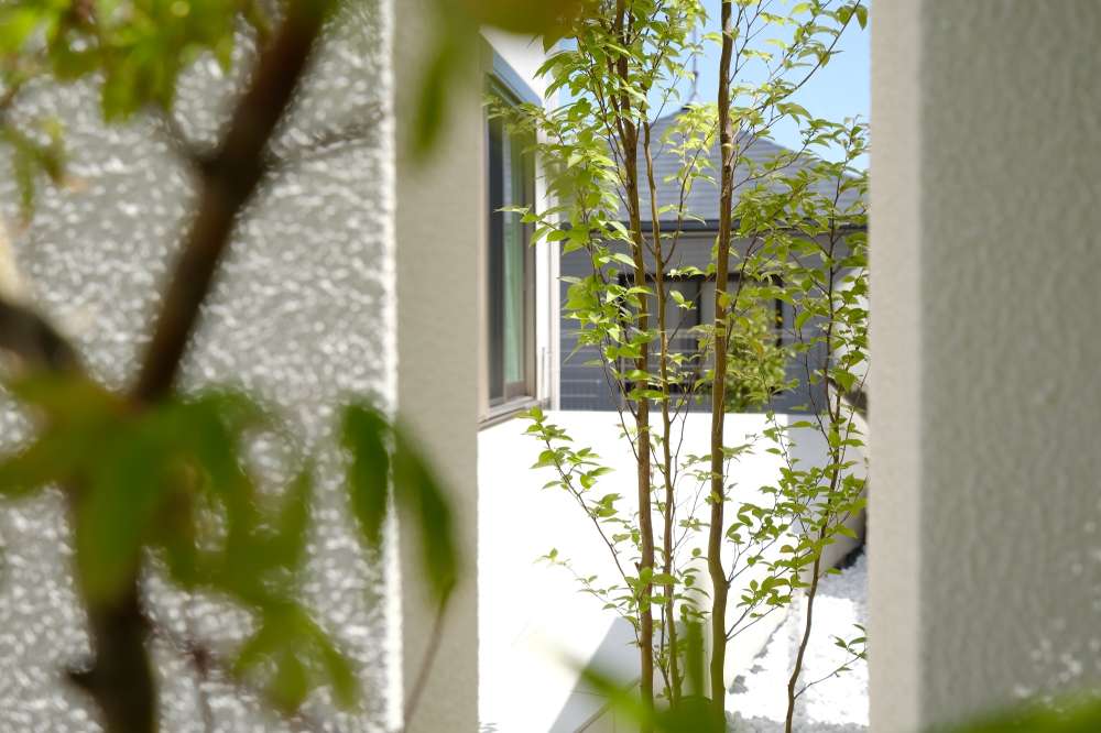 シンボルツリーのヒメシャラ