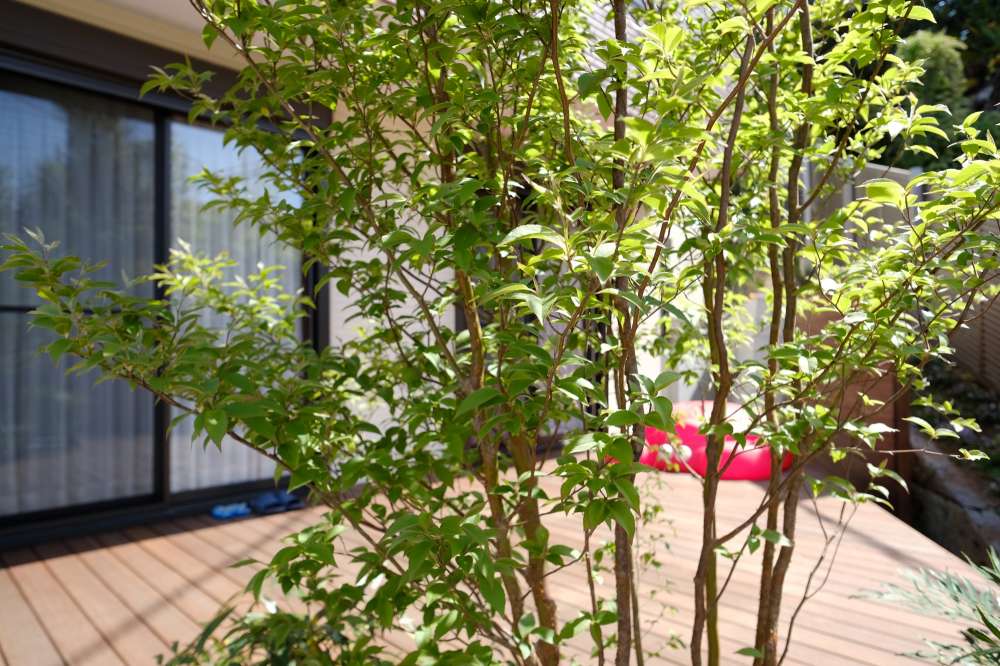 シンボルツリーのヒメシャラ