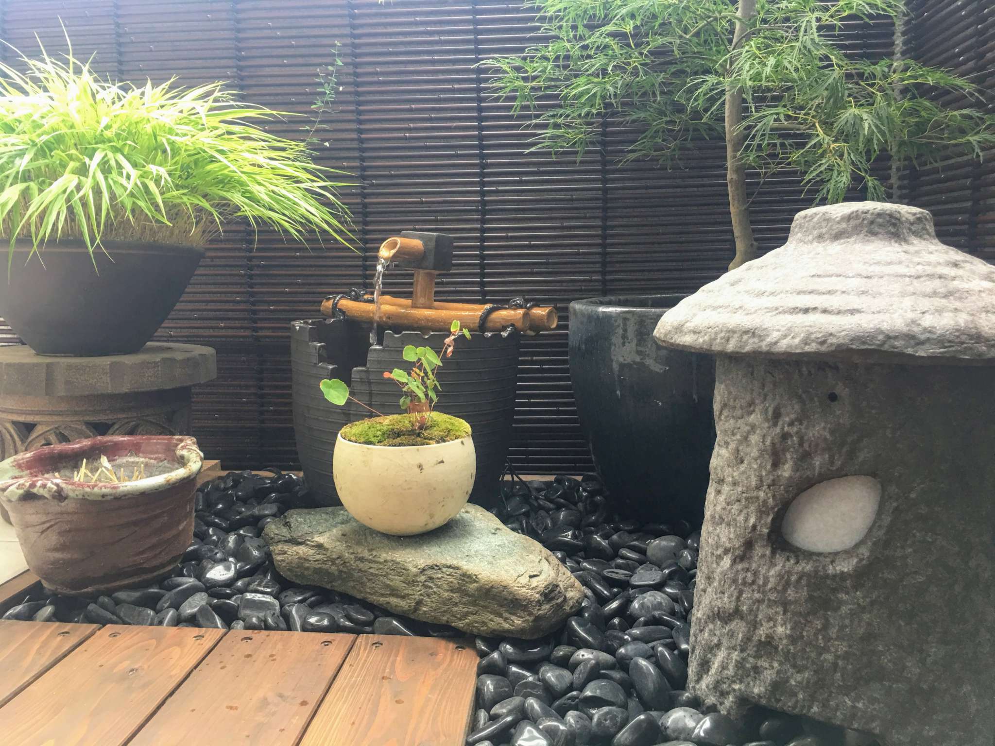 裾明かり・水鉢・モミジ・フウチソウ