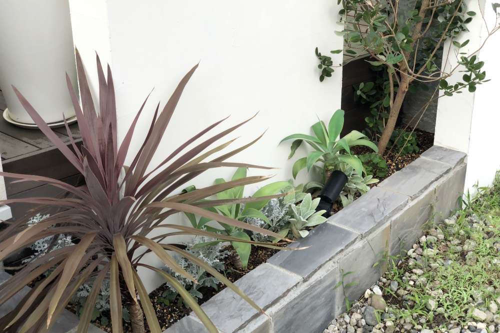 ドラセナをはじめとしたカラーリーフ