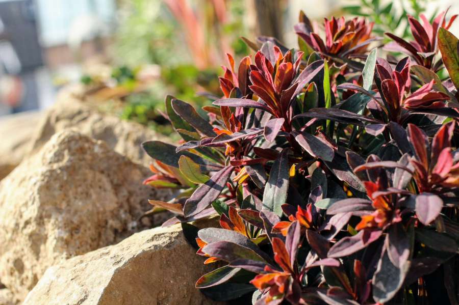ロックガーデンと相性の良い赤葉ユーフォルビア