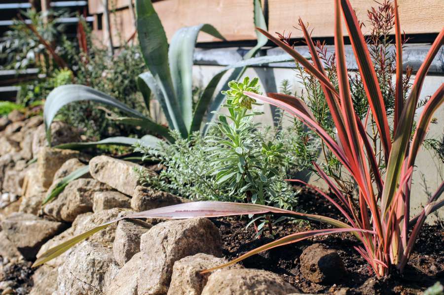 ニューサイラン、ウエストリンギア、アガベ、ユーフォルビア