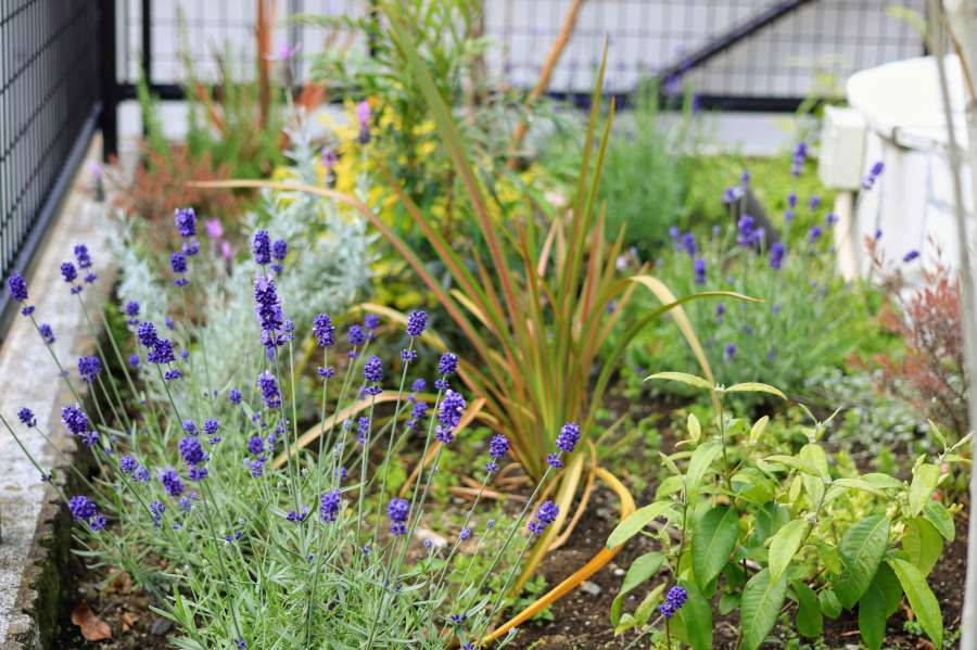 ベンチ裏の草花類。ラベンダー、レモンマートル、矮星ニューサイラン、クリーピングタイム、マホニアコンフューサなど。