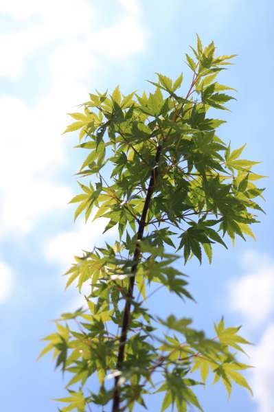 モミジは、新緑のまぶしい緑と紅葉の深い赤のどちらもピカイチで美しい。