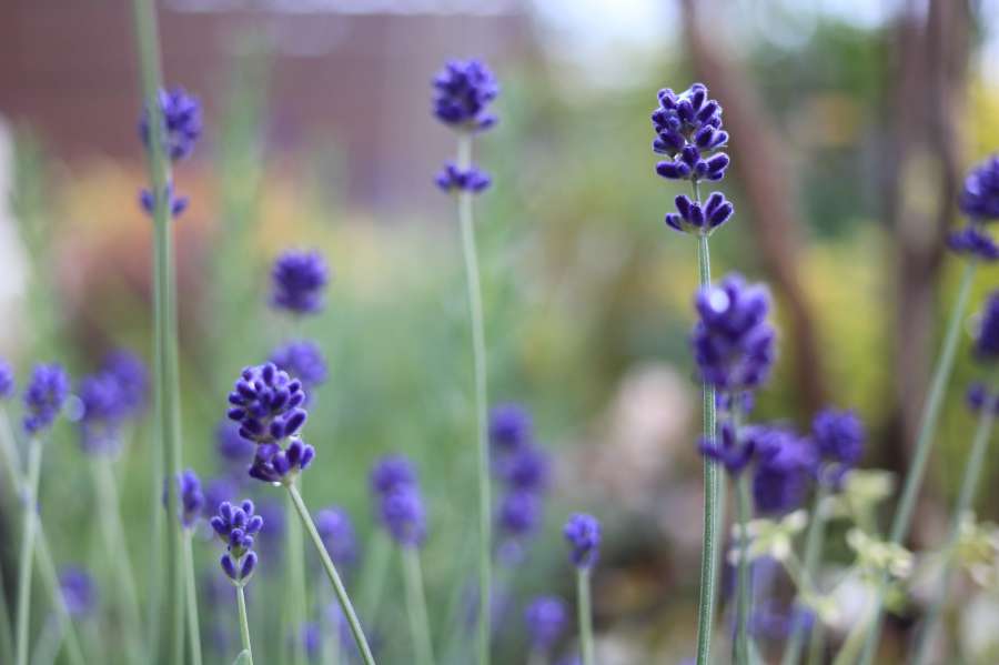 ラベンダー開花期が長い品種も多く、お庭を華やかに演出してくれます。