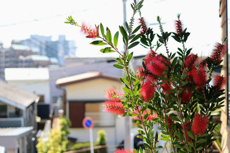 ブラシの木の花咲く、 ロックガーデン