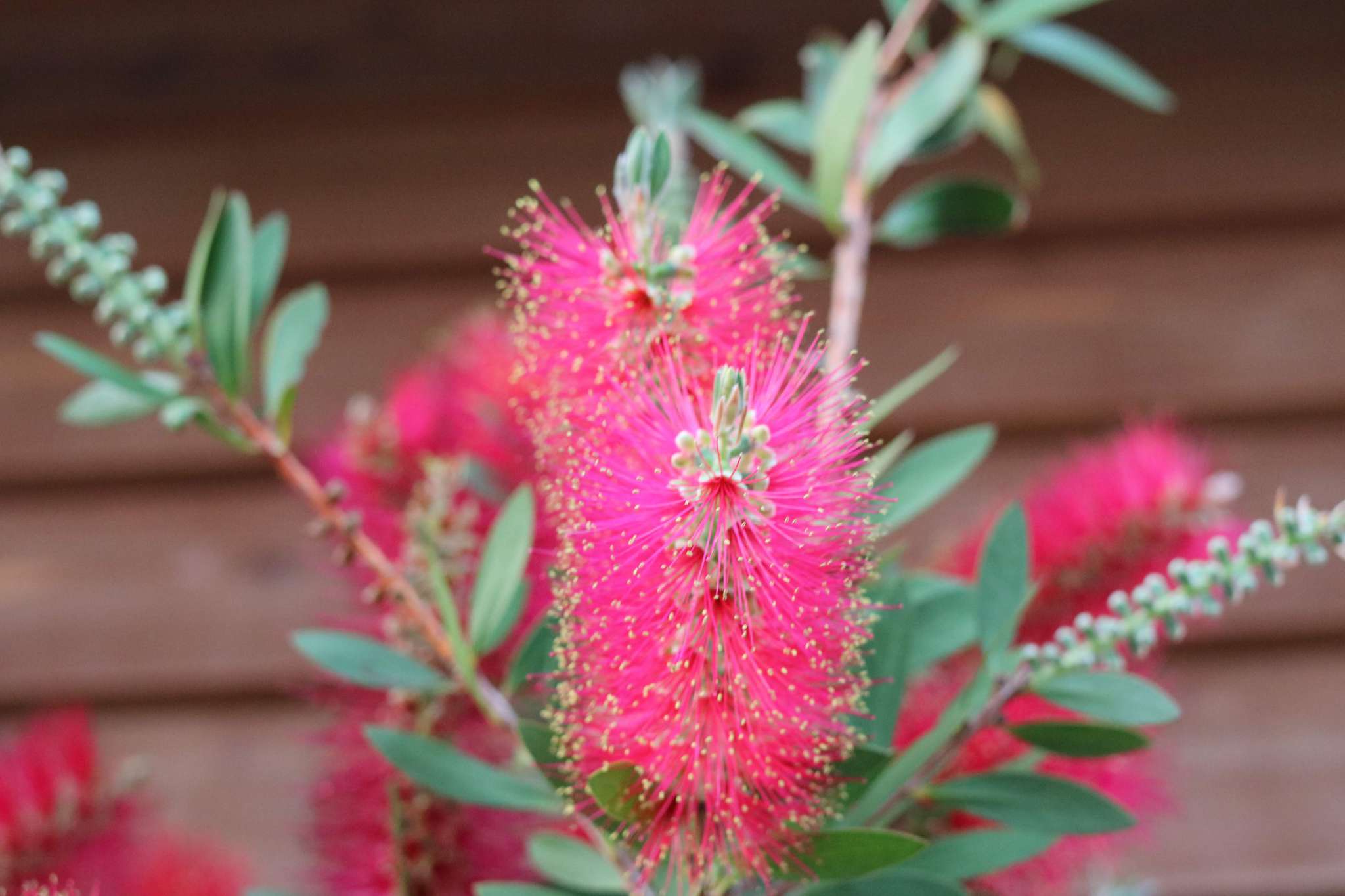 ブラシの木の花
