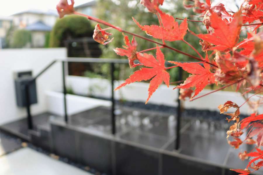 シンボルツリーのモミジ