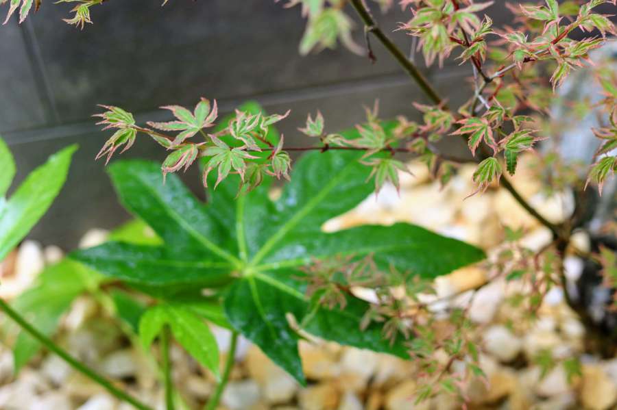 ヤツデとモミジ