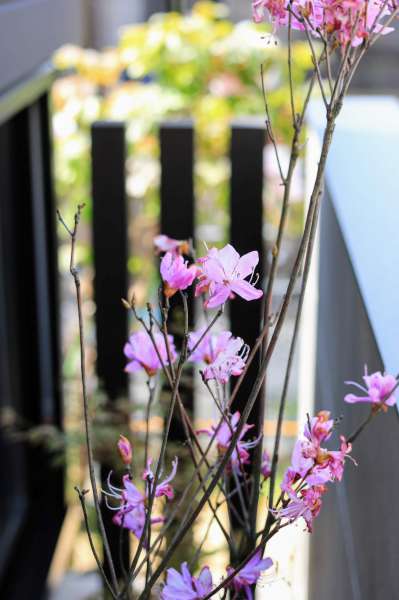 ミツバツツジの花