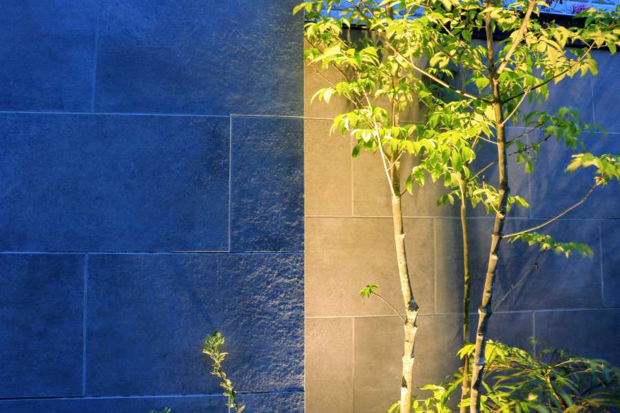 セラレバンテとアオダモ