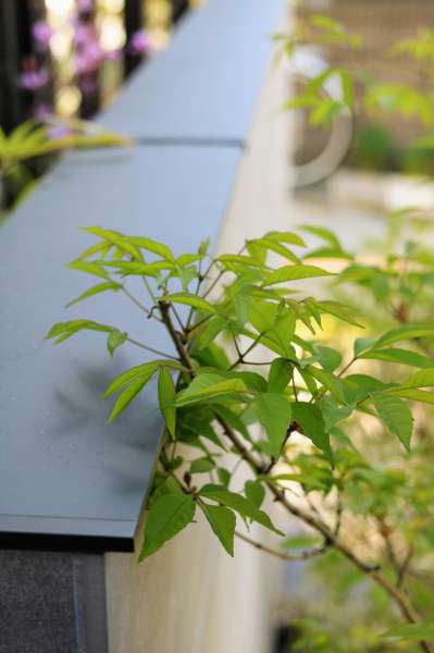 アオダモの新芽と笠木