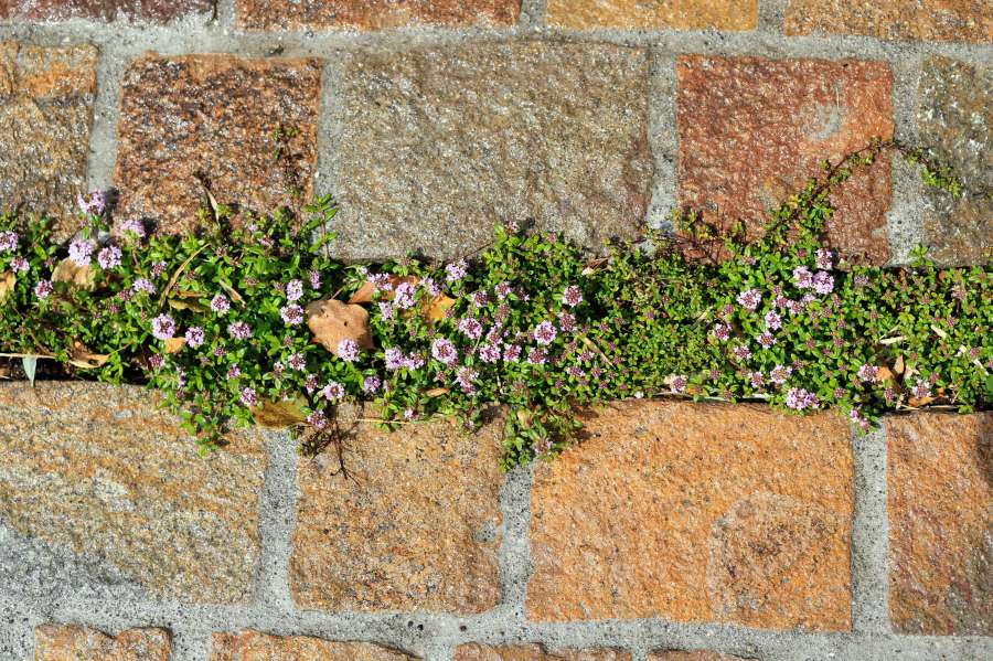 フランドル・ポルフィリ石畳と目地のハーブ