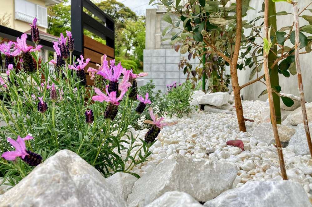 フレンチラベンダー