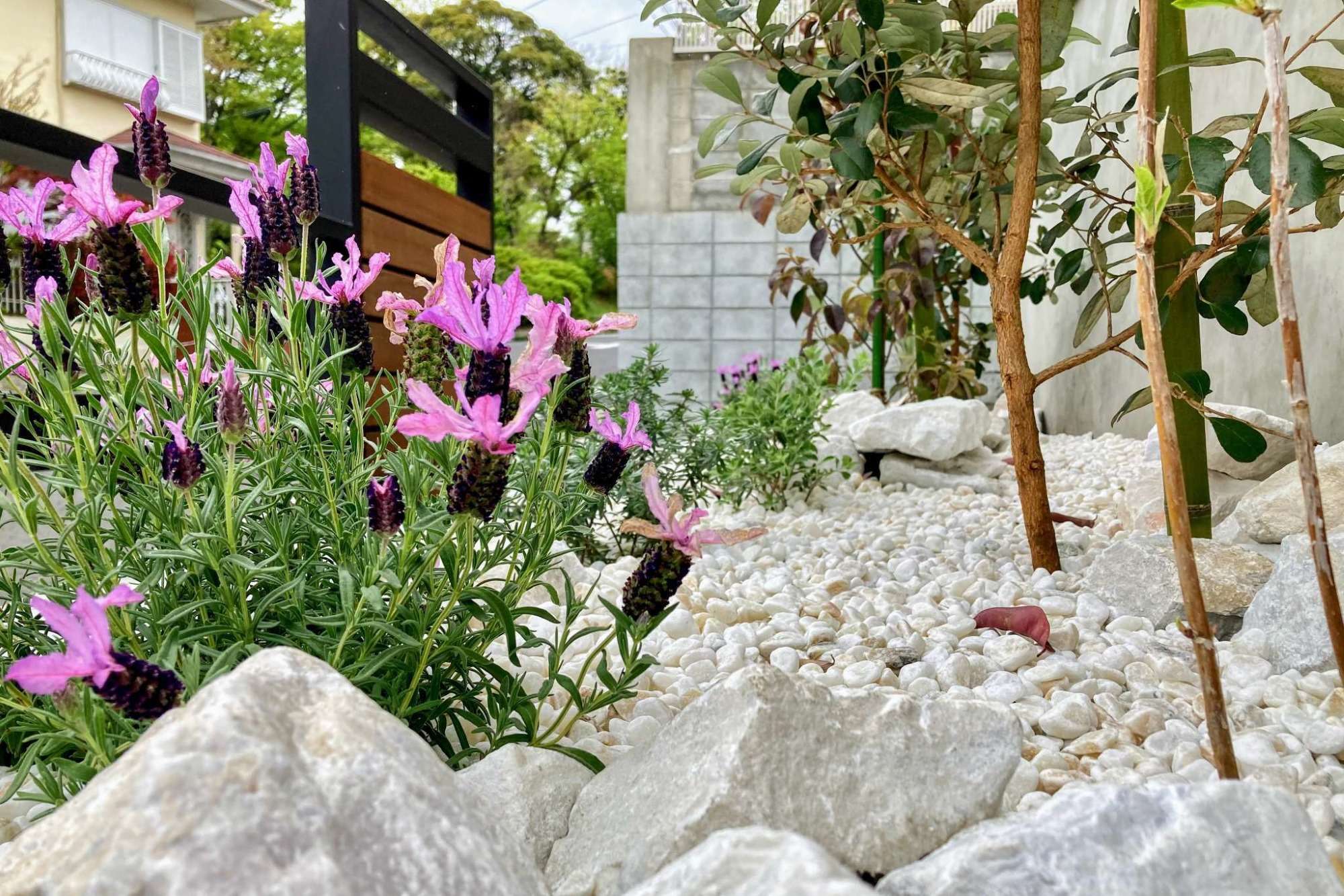 フレンチラベンダー