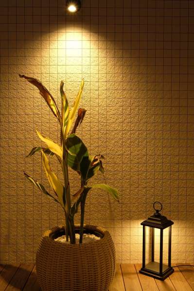 観葉植物のライトアップ
