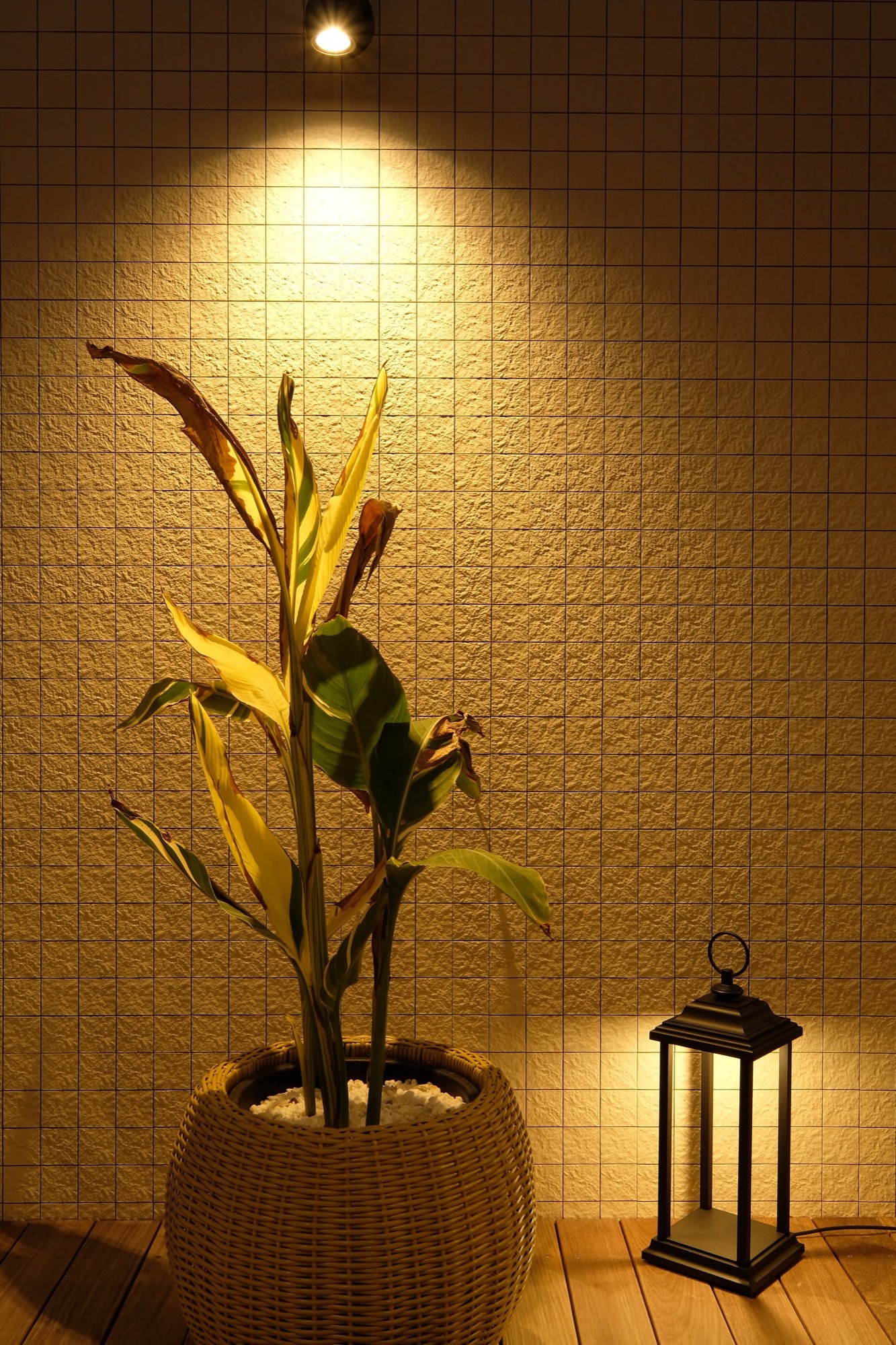 観葉植物のライトアップ