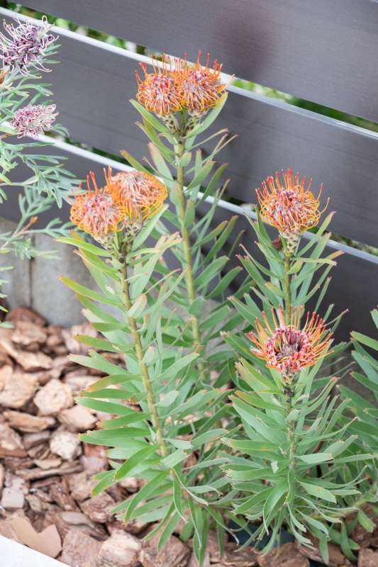 リューコスペルマムの花