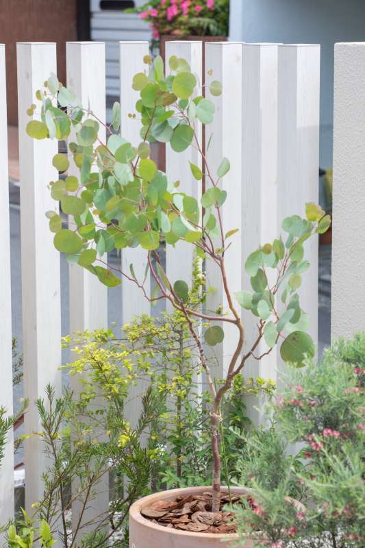 ポポラスの鉢植え