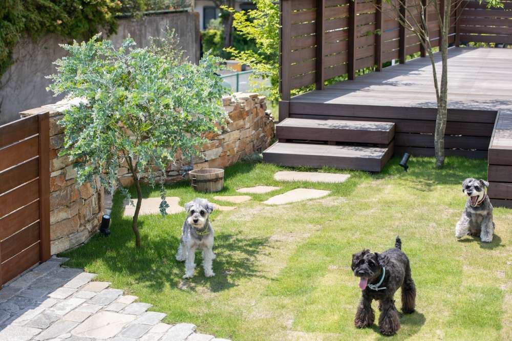 天然芝とウッドデッキのナチュラルなお庭はドッグランとしても活躍中
