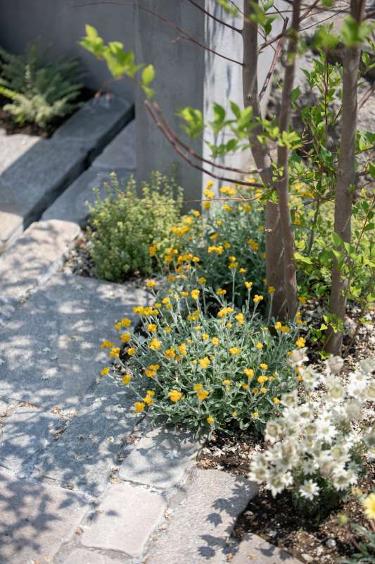 ナチュラルな植栽たち