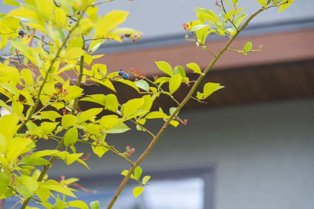 ブルーベリーの実