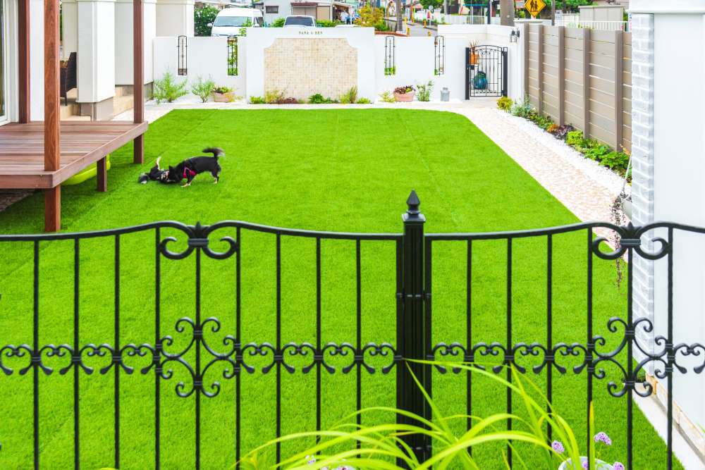 じゃれあう愛犬