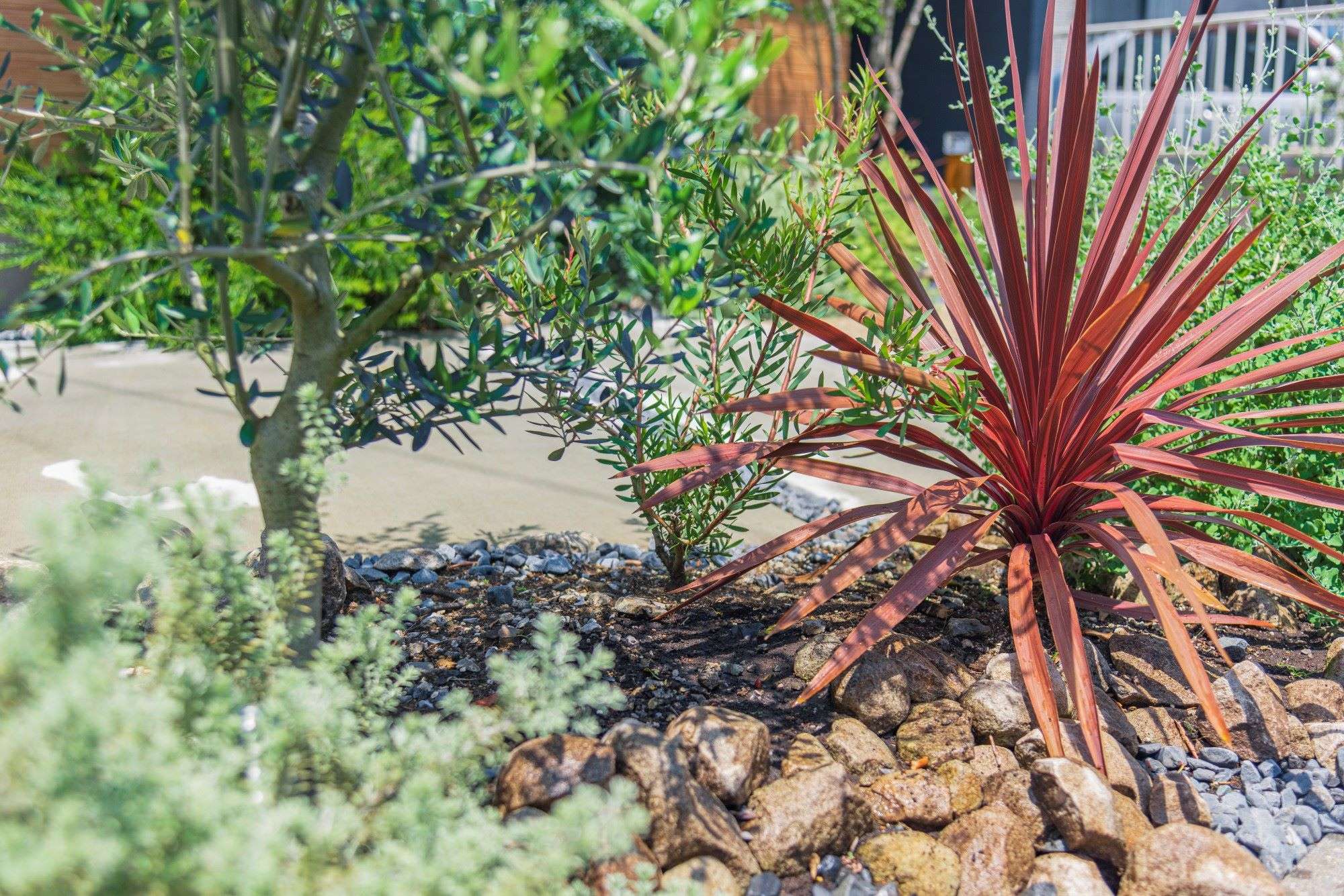 銅葉のコルジリネ